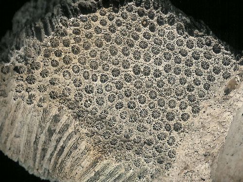 tn_Montastrea-colony-coral_south-Florida_Pleistocene_jfeliks_600dpi.jpg