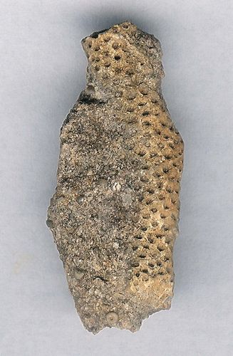 tn_Thamnopora-tabulate-coral_Devonian_GenshawForm.Alpena-Michigan_jfeliks_1200dpi-white+17cntrst.jpg