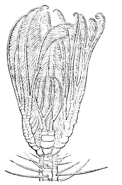 Cenocrinus asterius (jr synonym Pentacrinus caput-medusae)_1878_397px-PSM_V13_D338_Crinoid.jpg