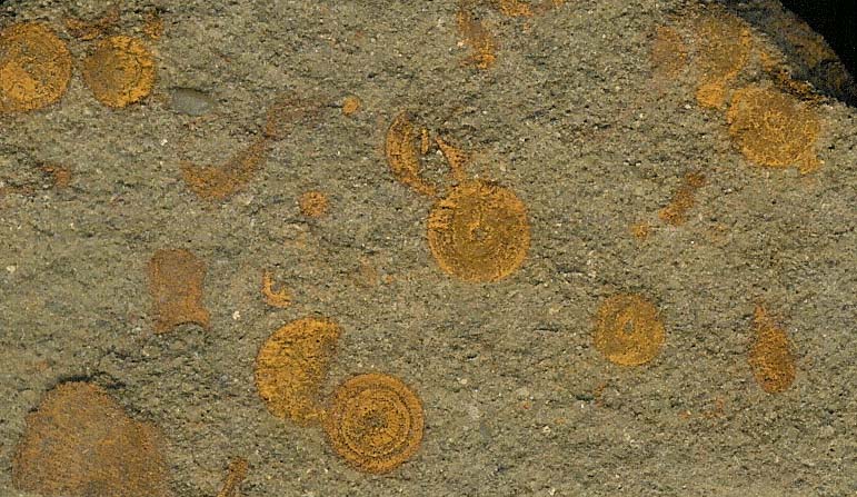 Crinoid-columnals-orange_Mississippian_sandstone_jfeliks300dpi_crop.jpg