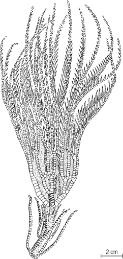Metracrinus-cyaneusa-modern-articulate-stalked-crinoid_CE053200FG0010.gif