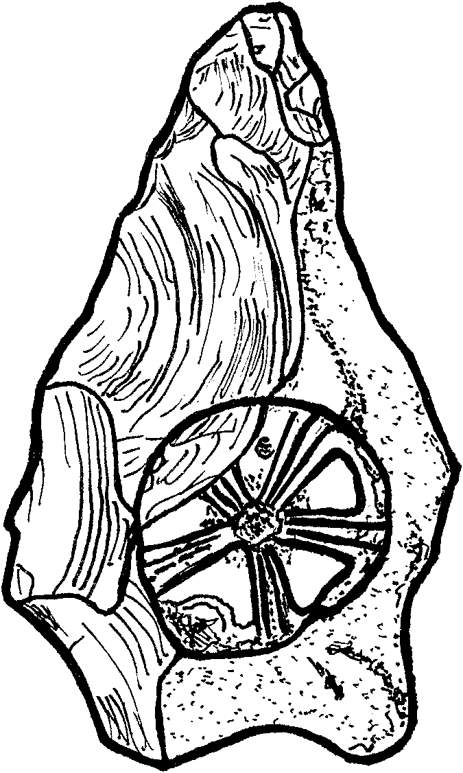 Swanscombe echinoid handaxe REDRAWN (after Oakley 1981).png