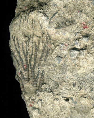 tn_Eocrinus-crown-w-Zygospira-brachiopods_Ordovician_Middletown-Ohio_jfeliks_1200dpi+43cntrst+12brt.jpg