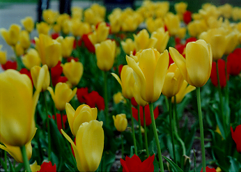 red and yellow tulips on campus