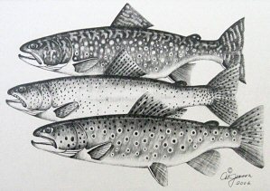 Pencil Art, Spotted Sea Trout