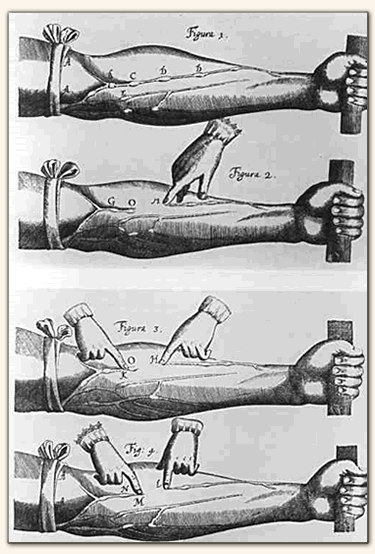 Vesalian Anatomy Theater