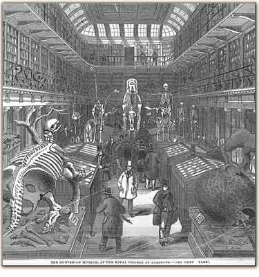 Hunterian Museum Illustration