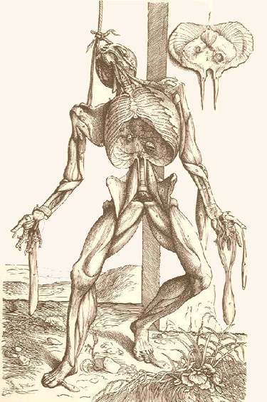 Vesalius Plate 2