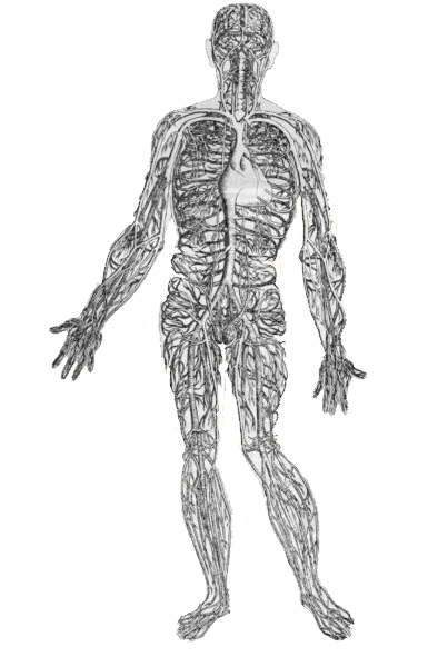 Vesalius Circulation