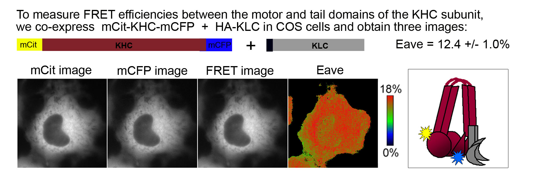 FRET of the inactive Kinesin-1 motor