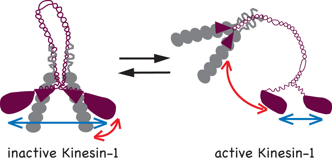 inactive Kinesin-1 active Kinesin-1