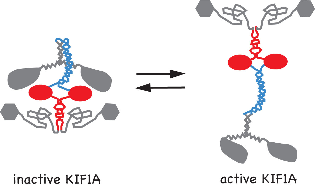 inactive KIF1A active KIF1A