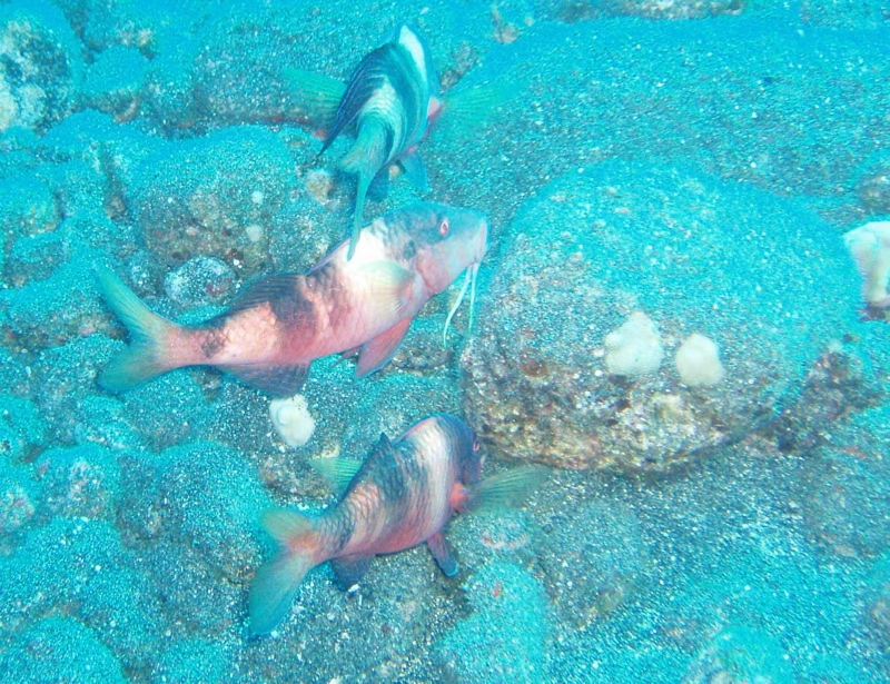 Goatfish