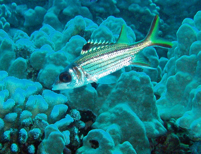 Squirrelfish