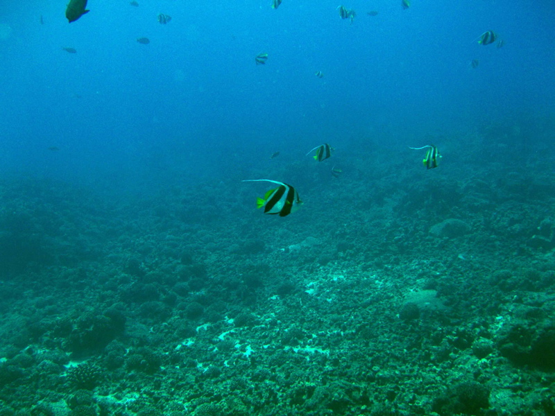 Pennant butterflyfish