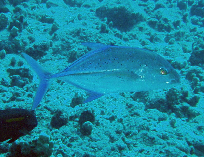 Bluefin Trevally