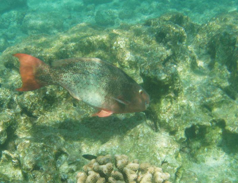 Parrotfish