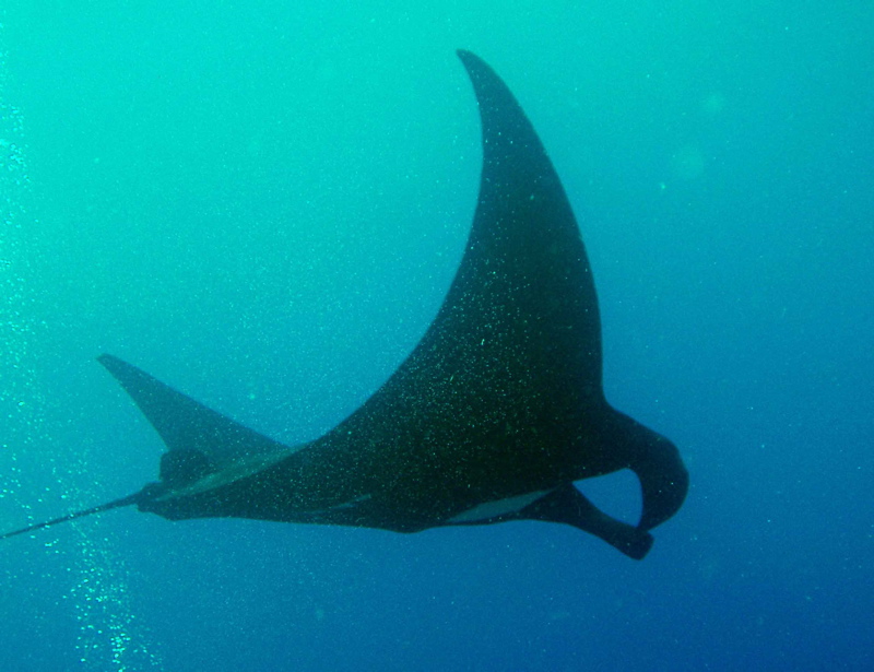 Pelagic manta