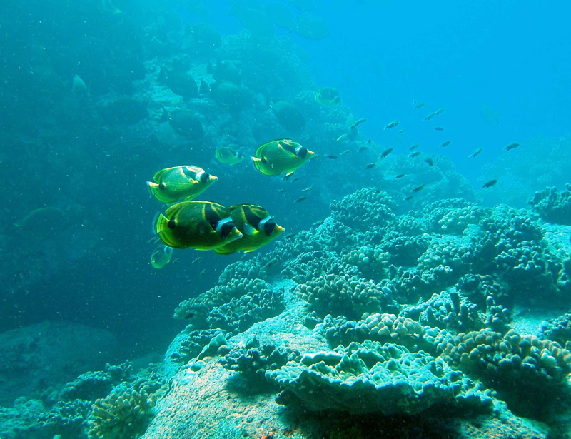 Racoon butterflyfish