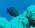 Goldring surgeonfish