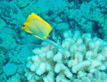 Longnose butterflyfish