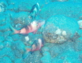 Goatfish