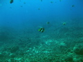 Pennant butterflyfish