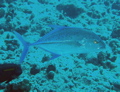 Bluefin Trevally