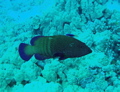 Peacock grouper