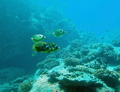 Racoon butterflyfish