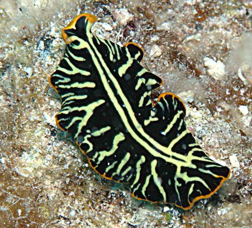 nudibranch_4_sm