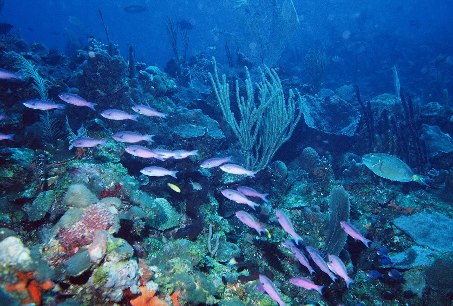 [Creole Wrasse]