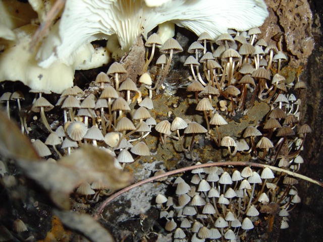 <i>Pleurotus</i> and <i>Coprinellus disseminatus</i>