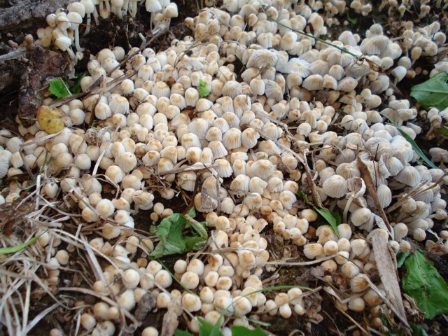 <i>Coprinellus disseminatus</i>