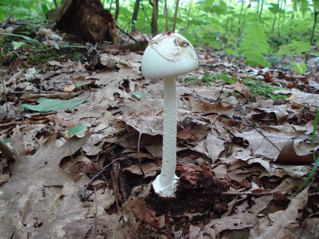 <i>Amanita bisporigera</i> (poisonous)