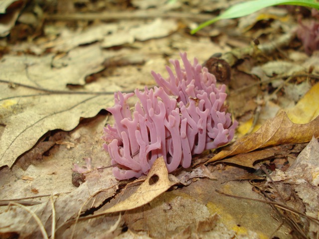 <i>Clavaria zollingeri</i>