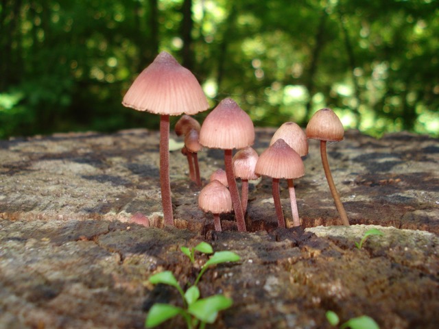 <i>Mycena haematopus</i>