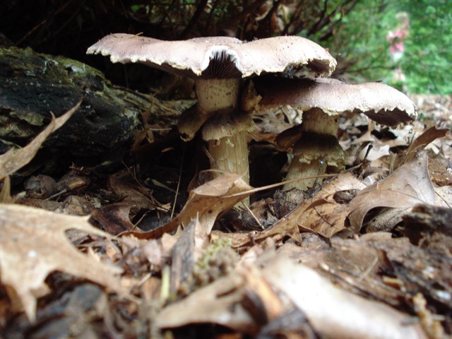 <i>Stropharia rugosoannulata</i>