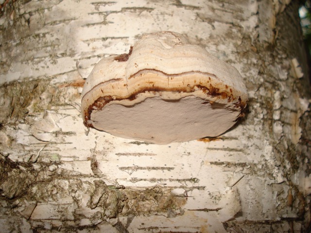 <i>Fomes fomentarius</i>