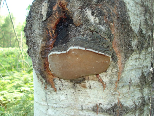 <i>Phellinus igniarius</i>