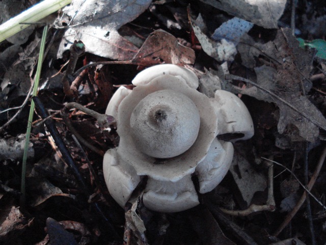 <i>Geastrum triplex</i>