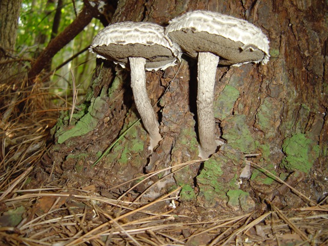 <i>Strobilomyces floccopus</i>