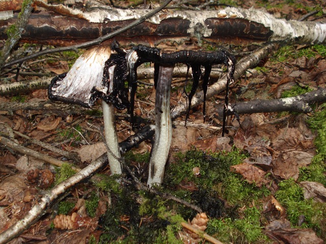 <i>Coprinus comatus</i>