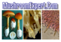 Mushroom Expert