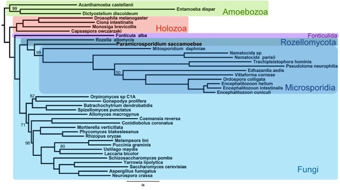 quandt phylogeny