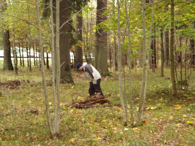 Jan Stenlid searching for <i>Heterobasidion</i>