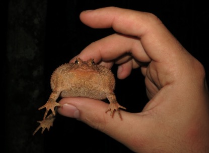 proceratophyris_inflatus