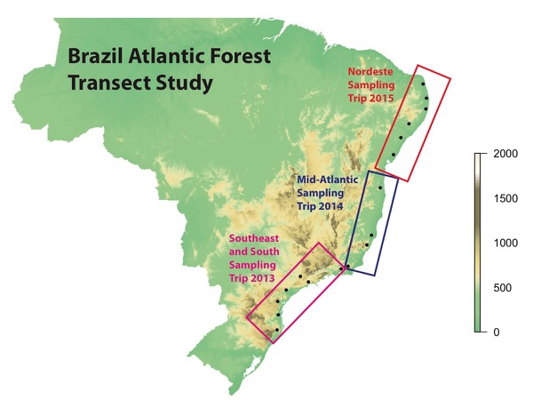 Brazilian Atlantic Forest - From Rio de Janeiro to Santa Catarina - Manakin  Nature Tours