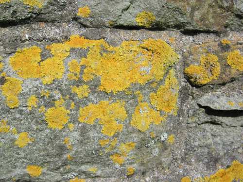 lichen