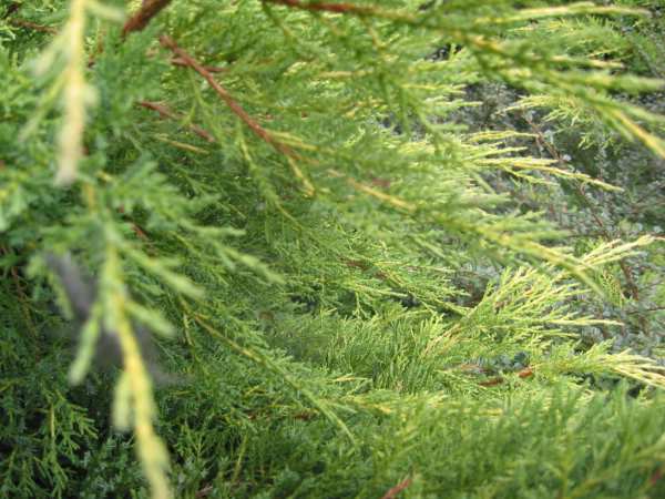 conifers